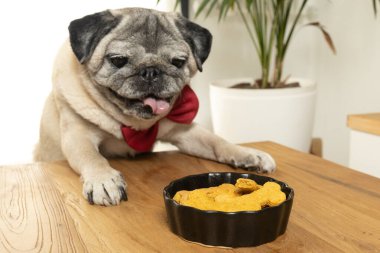 Bir kase kemik şekilli kurabiyeye dikkatle bakan sevimli pug.