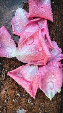 Kırsal ahşap arka planda su damlaları olan pembe gül yaprakları.