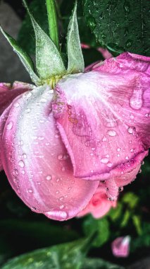 Bahçedeki güzel pembe güller - antika efekt tarzı resimler