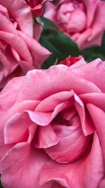 花园中美丽的粉红玫瑰 复古效果风格图片 免版税图库照片