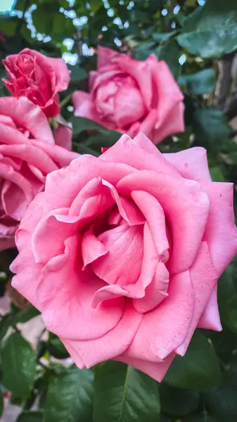 花园中美丽的粉红玫瑰 复古效果风格图片 图库图片