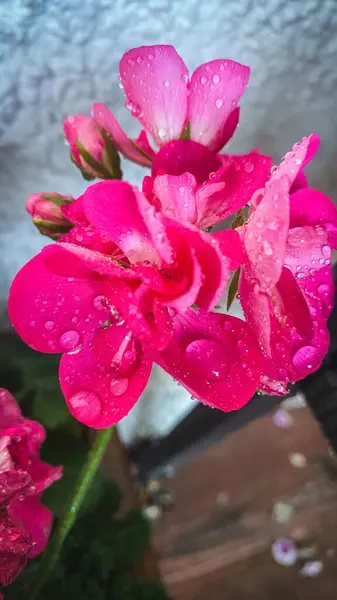 花瓣上有水滴的粉红天线菊花 图库照片