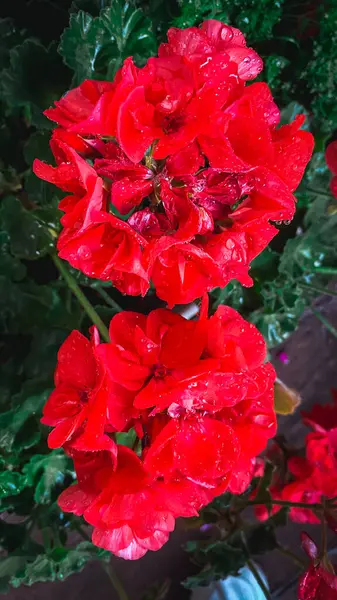 花瓣上有水滴的红色天麻花 免版税图库照片