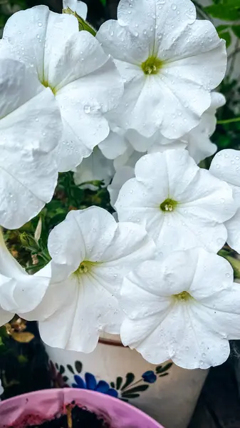 Flores Petúnias Brancas Pote Fundo Madeira Fechar Imagem De Stock