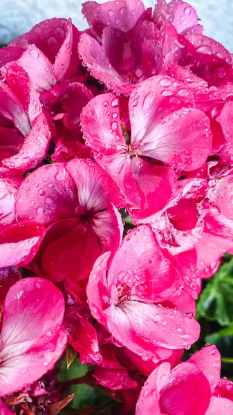花瓣上有水滴的粉红天线菊花 免版税图库照片