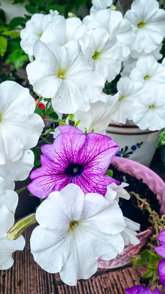 白色和紫色的牡丹花在木桌上的一个罐子里 在人群中脱颖而出 与众不同 图库图片