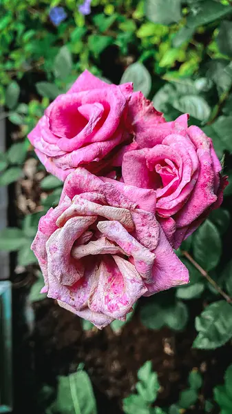 Belas Rosas Cor Rosa Jardim Retro Vintage Estilo Efeito Imagens Imagens Royalty-Free