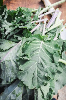 Freshly harvested collard greens from the garden. Fresh cabbage leaves clipart