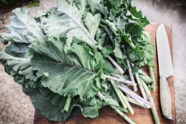Bahçeden taze toplanmış karalahana yeşillikleri. Taze lahana yaprakları.