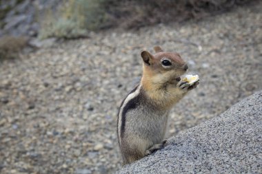 Squirrel eating a popcorn kernel in Yosemite National Park in the United States. Feeding animals in national parks clipart