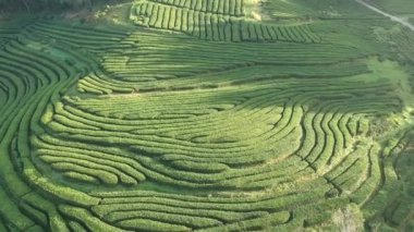 Sao Miguel, Azores 'deki Gorreana çay sahalarının insansız hava aracı görüntüleri.