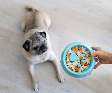 Bir pug sabırla bir kase sağlıklı ev yapımı yemeği bekliyor ve yemek yemeyi yavaşlatacak engeller var..