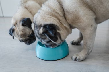 İki köpek, ev yapımı sağlıklı yiyeceklerle mavi, yavaş bir yemek kasesinden yemek yiyorlar..