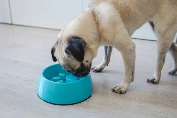 Bir pug, ev yapımı sağlıklı yiyeceklerle dolu mavi ve yavaş bir yemek kasesine hevesle bakar..