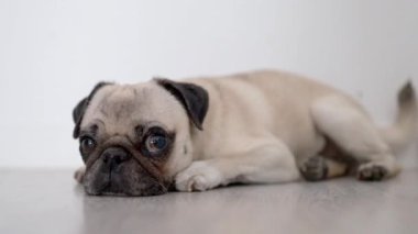 Mutlu Pug Gevşeme ve Sallanan Kuyruk