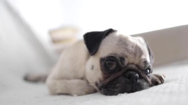 Sevimli pug rahat bir koltukta rahatlar, sakin bir ifadeyle doğrudan kameraya bakar.