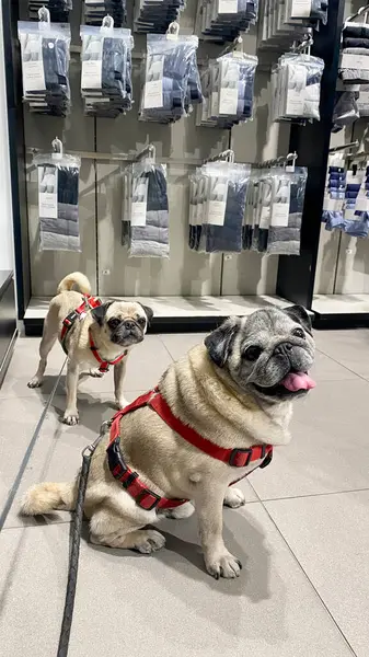 Kırmızı koşumlu iki köpek, bir hayvan dostu mağazada sabırla bekliyor. Alışverişe çıkmaya hazırlar..