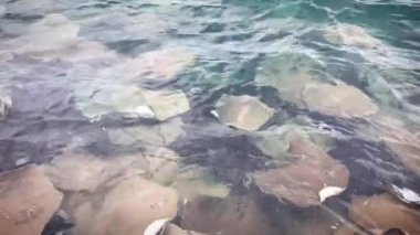 Manta vatozlarından oluşan bir okulun Maldivler 'in berrak turkuaz sularında süzülüşünü gösteren büyüleyici bir video, deniz yaşamının güzelliğini gözler önüne seriyor.