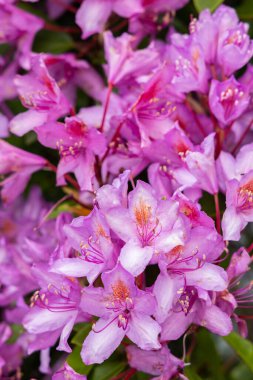 Parlak pembe çiçeklerle dolu gür, vahşi bir çalı çalısı doğal ortamda çarpıcı bir renk gösterisi yaratıyor.