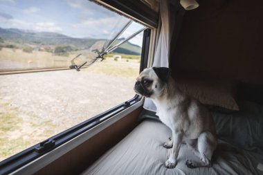 Minibüsün penceresinde oturan sevimli bir köpek merakla dışarıya bakıyor.