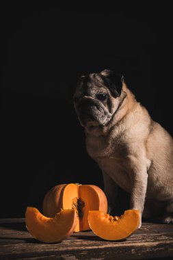 A captivating image of a pug gazing at a pumpkin, styled with dramatic low-key lighting and a black background clipart