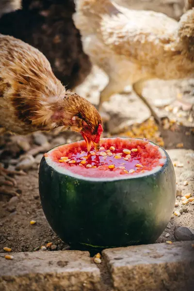Yeşillik bir ortamda bir dilim karpuzu gagalayan serbest bir tavuk. Sağlıklı yumurtalar için doğal beslenme fikrini destekliyor..
