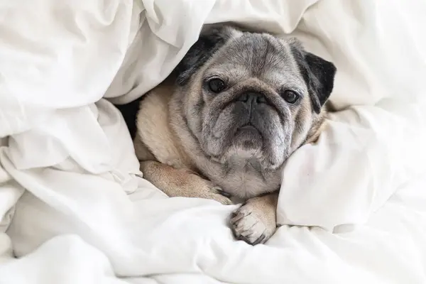 Tüylü beyaz bir battaniyeye sarılı sevimli bir köpek balığı, evde sessiz ve rahat bir anın tadını çıkarırken rahat ve sıcak görünüyor.