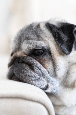 Profilde koltukta oturan bir pug, derin düşüncelere dalmış, sakin ve barışçıl bir ifadeyle.