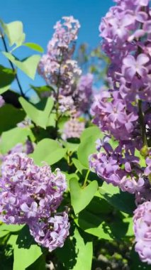Çiçek açan leylak bitkisi Açık havada usulca rüzgarda sallanıyor.