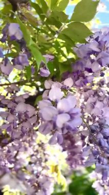 Güzel Wisteria Bitkisi Tam Çiçek Açık Hava Işığında Yavaşça Hareket Ediyor