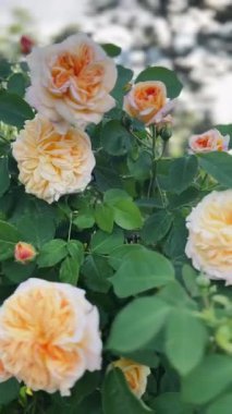 Canlı Portakal Gülleriyle Çiçek açan Gül Bahçesi Rüzgarda usulca sallanıyor