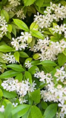 Çiçekli Yasemin Bitkisi Yeşiller ve Beyaz Çiçekler Huzurlu Doğal Ayarlarda