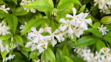 Çiçekli Yasemin Bitkisi Yeşiller ve Beyaz Çiçekler Huzurlu Doğal Ayarlarda