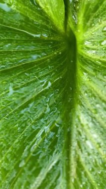 Su Damlacıklarıyla yemyeşil tropikal yapraklar Taze ve rahatlatıcı bir atmosfer oluşturur