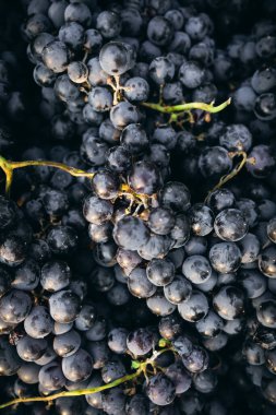 Taze Mencia üzüm demetleri yakın plan, şarap yapımı için ideal..