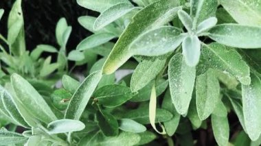 Yaprakların üzerine su damlatan adaçayı bitkilerinin yakın çekimi