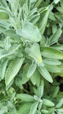 Yaprakların üzerine su damlatan adaçayı bitkilerinin yakın çekimi