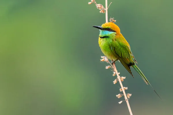 Barevné Green Bee Eater Sedí Bidýlku Při Pohledu Dálky Rozmazané — Stock fotografie