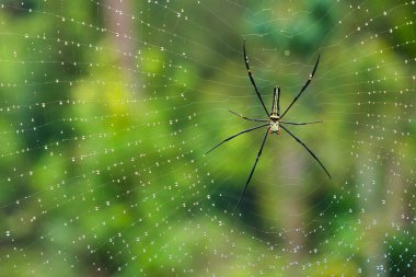 Altın ipek küre dokumacı yeşil arkaplan ile çiğ damlaları ile ağ üzerinde tüneyerek