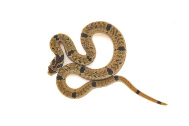 Beyaz arka planda kıvrılan küçük bantlı Kukri Yılanı 'nın güzel konuşmaları