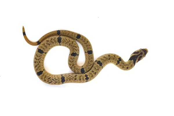 在白色背景上卷曲的小条纹库克里蛇的美丽图案 — 图库照片