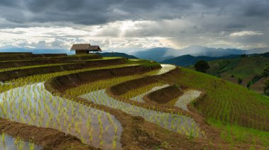 Pah Bong Pieng pirinç terasları ekme mevsiminde ünlü bir turizm merkezidir, Chiang Mai, Tayland
