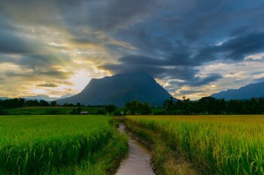 Doi Luang dağ manzarası akşam vakti pirinç tarlasından geliyor.