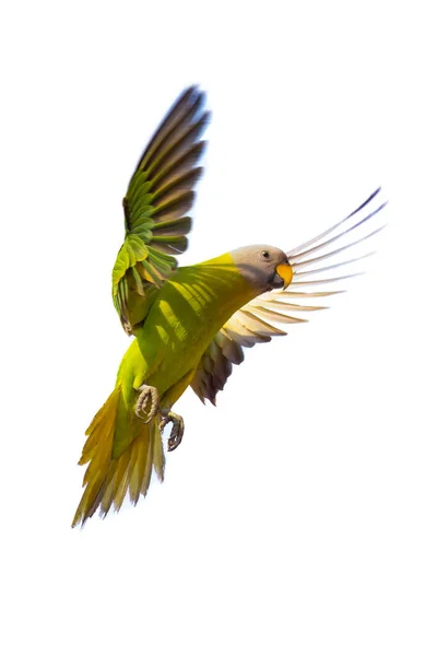 Разноцветный Цветущий Попугай Хлопает Крыльями Воздухе Белом Фоне — стоковое фото