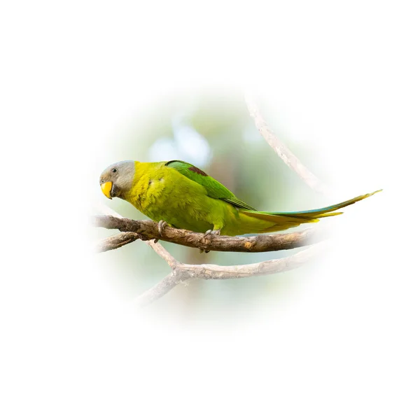 Жіночий Квітучий Головою Parakeet Всмоктується Гілці Дерева Дивлячись Відстань Ізольовану — стокове фото