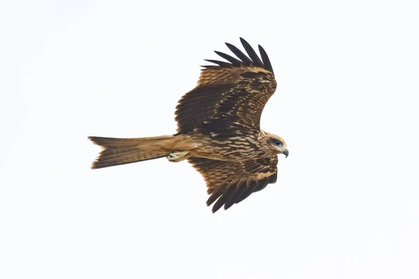 Μαύρο Eared Kite Τέντωμα Φτερά Ενώ Πετούν Απομονώνονται Λευκό Φόντο — Φωτογραφία Αρχείου