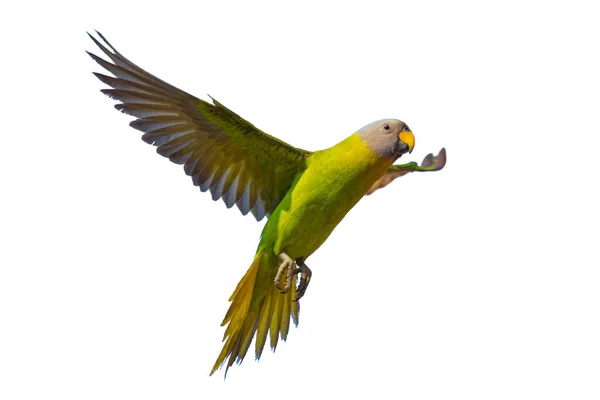 Barevný Rozkvetlý Papoušek Šířící Křídla Vzduchu Izolované Bílém Pozadí — Stock fotografie