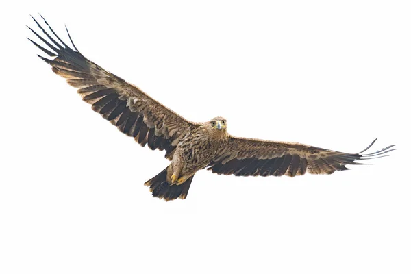 东方皇鹰展翅飞翔 凝视着白色背景的相机 — 图库照片