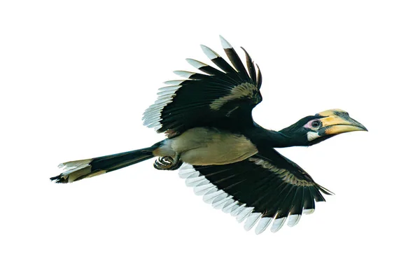 Kvinna Orientalisk Pied Hornbill Flyger Luften Isolerad Vit Bakgrund Royaltyfria Stockbilder