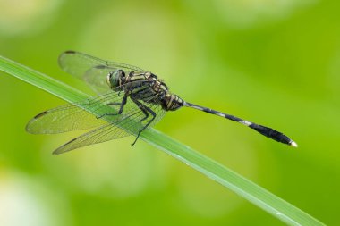 Yeşil Süzgeç Yusufçuğu, çim yaprağına tünemiş ve kanatları öne doğru katlanmış.